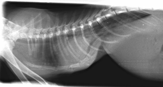 Pectus Excavatum in Kittens